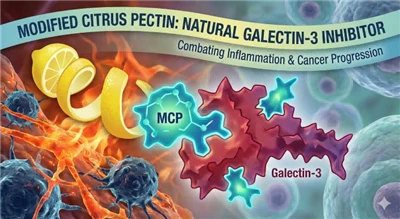 Modifitseeritud tsitrusviljapektiin: looduslik galektiin-3 inhibiitor, mis mu...